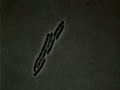 Moneras Bacterias Tipos Reprod
