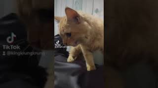 Chihuahua and Persian Cat playtime - Cat panting like a dog