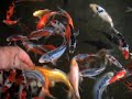 back yard koi youngsters