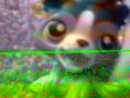 Lps Trade New Pets