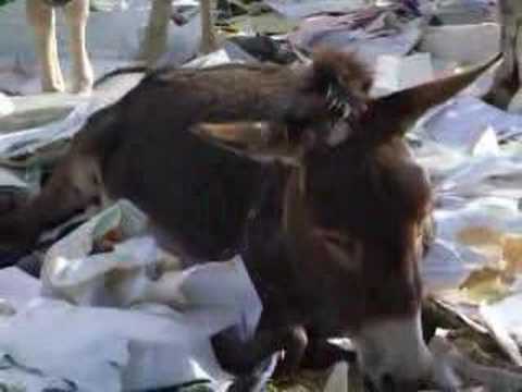Donkeys in Nouakchott