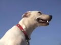 A Dog's Life - John Mccutcheon