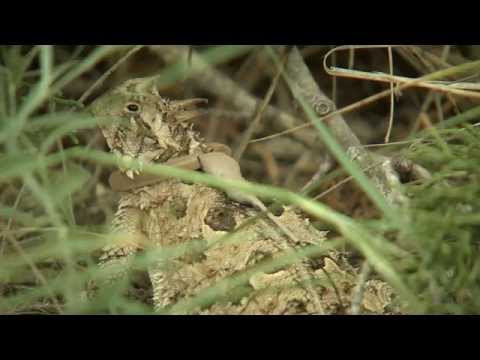 Wildlife - Texas horned lizards have disappeared across much of their historic range, but biologists at the Muse Wildlife Management Area are investigating what it might take to bring them back. Their...