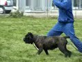 Allevamento cani corso
