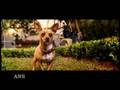 DREW BARRYMORE LIKES BEVERLY HILLS CHIHUAHUA MESSAGE