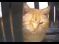 Missing Cat in Audenshaw, Manchester PLEASE HELP