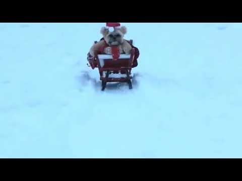 WATCH: Teddy Bear Dog Goes Sledding