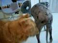 Golden Retriever video