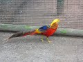 Golden Pheasant
