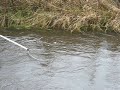 Elfiskeri i Arnåen gedde