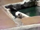 Polar Bear Wants a Dentist