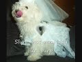 Bichons Reluctantly Get Married to Humor their Family