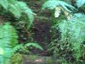 The Forest