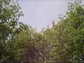 Wasp Nest removal by shotgun