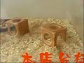 Piruetas del hamster