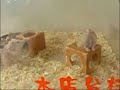 Piruetas del hamster