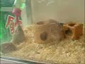 Piruetas del hamster