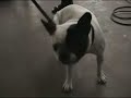 ☆.flv