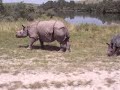 Safari Time