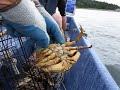 Craig & Steve Pull Up A Trap Full of Crabs