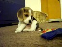 0 8 week old Beagle pup gets a shock