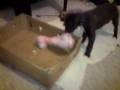 videos de Kelpie x Lab. Byron gets a massive bone.
