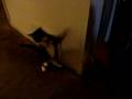 boxing cat part 1