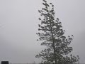 Storm of January 2008