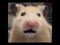 Hamster working hard