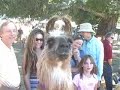 SoCooL Gravenstein Apple Fair 2007