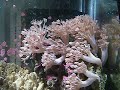 Fred's 65 gallon reef 12-10-09 002.avi