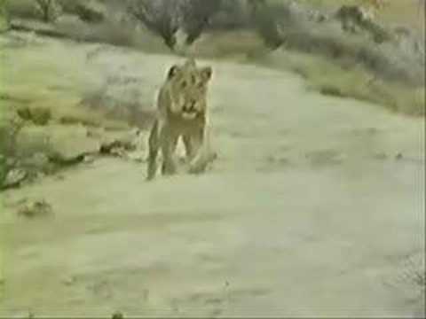 SAD LION