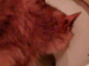 My Cat Drinking out of the toilet bowl My Cat Drinking out of the toilet bowl