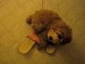 Poodle