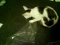 Katzen Kreisel Misa
