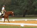 Liberty Hill Show Training 1