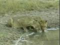 Lions, Crocodile & Hippo #1 PM 06Apr08