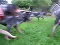 trainin the dogs