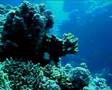 Deep South Diving Safari Red Sea 03-2007 Part2