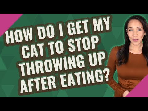 How do I get my cat to stop throwing up after eating?