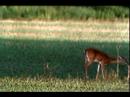 White Tail Deer Michigan
