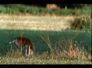 White Tail Deer Michigan