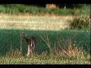 White Tail Deer Michigan