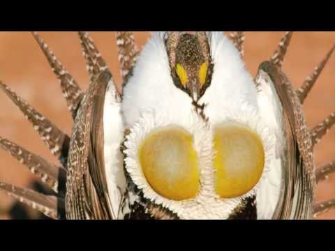 Every Spring, This Bird Struts its Stuff