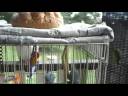 Cockatoos & African Lovebirds