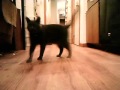 Click here to watch this video Better light and quality, same game and cuteness.