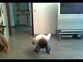 videos de Bilal Saado King Dawe 2008 (dabke)