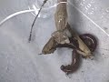 Praying Mantis Chomping on a Worm Praying Mantis Chomping on a Worm