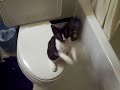 Kitty Begging