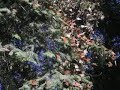 More Monarch Butterflies